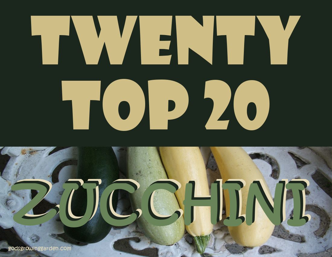 TwentyTop20ZUCCHINI