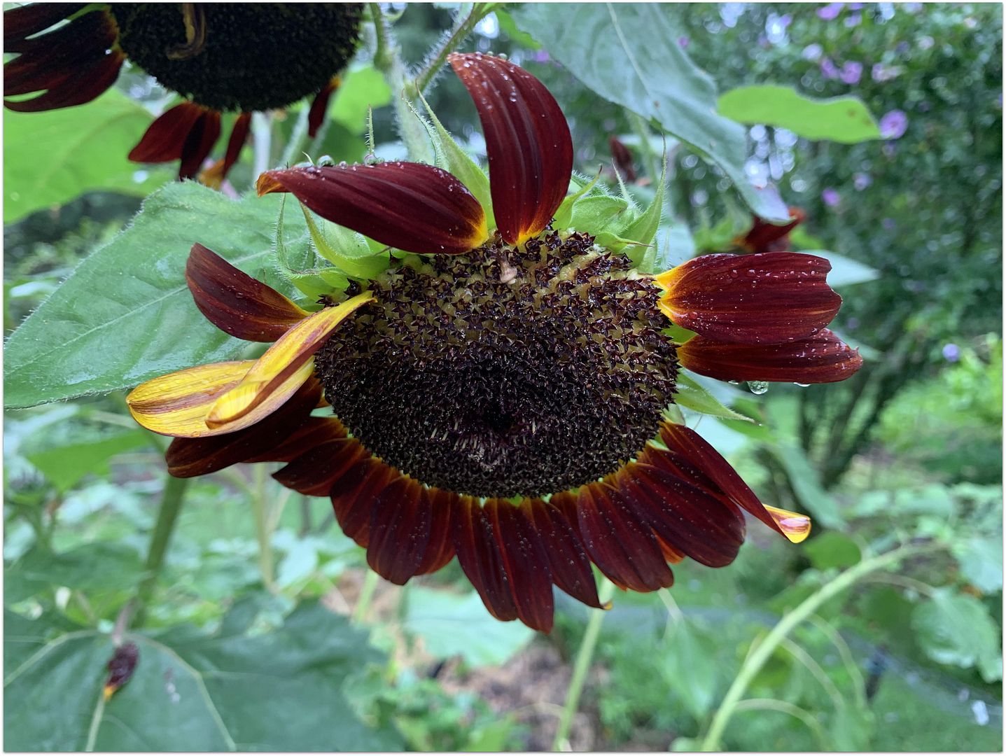 God's Growing Garden: ROUGE ROYALE Sunflower Variety