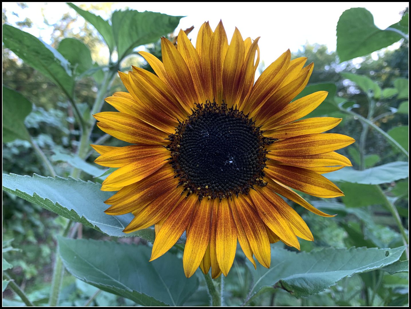 unnamed_-_2022-08-06T224503.457