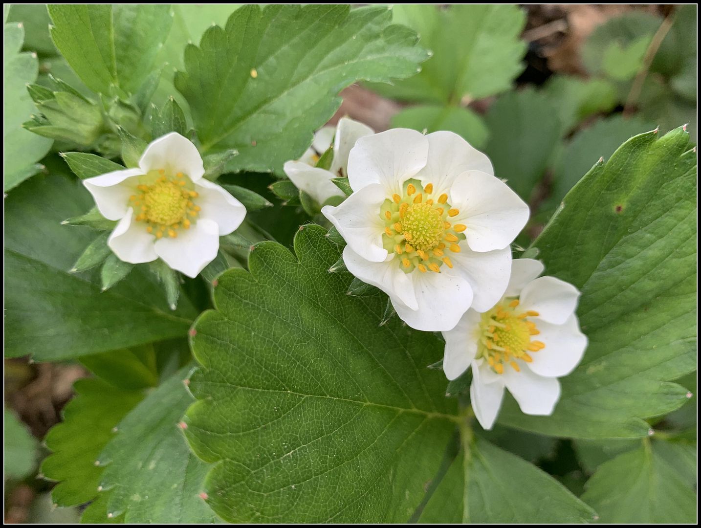 unnamed - 2023-05-17T155144.165