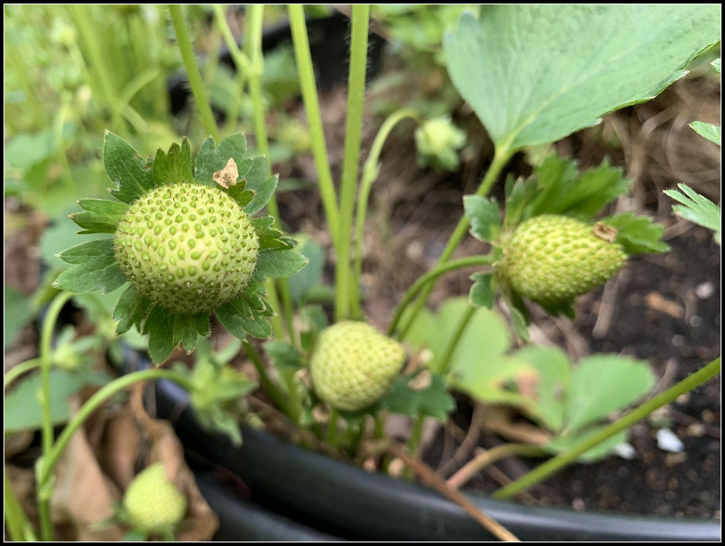 unnamed - 2023-05-31T172310.904