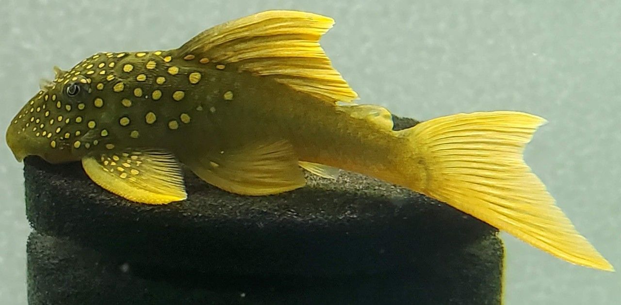 green_phantom_pleco.jpg