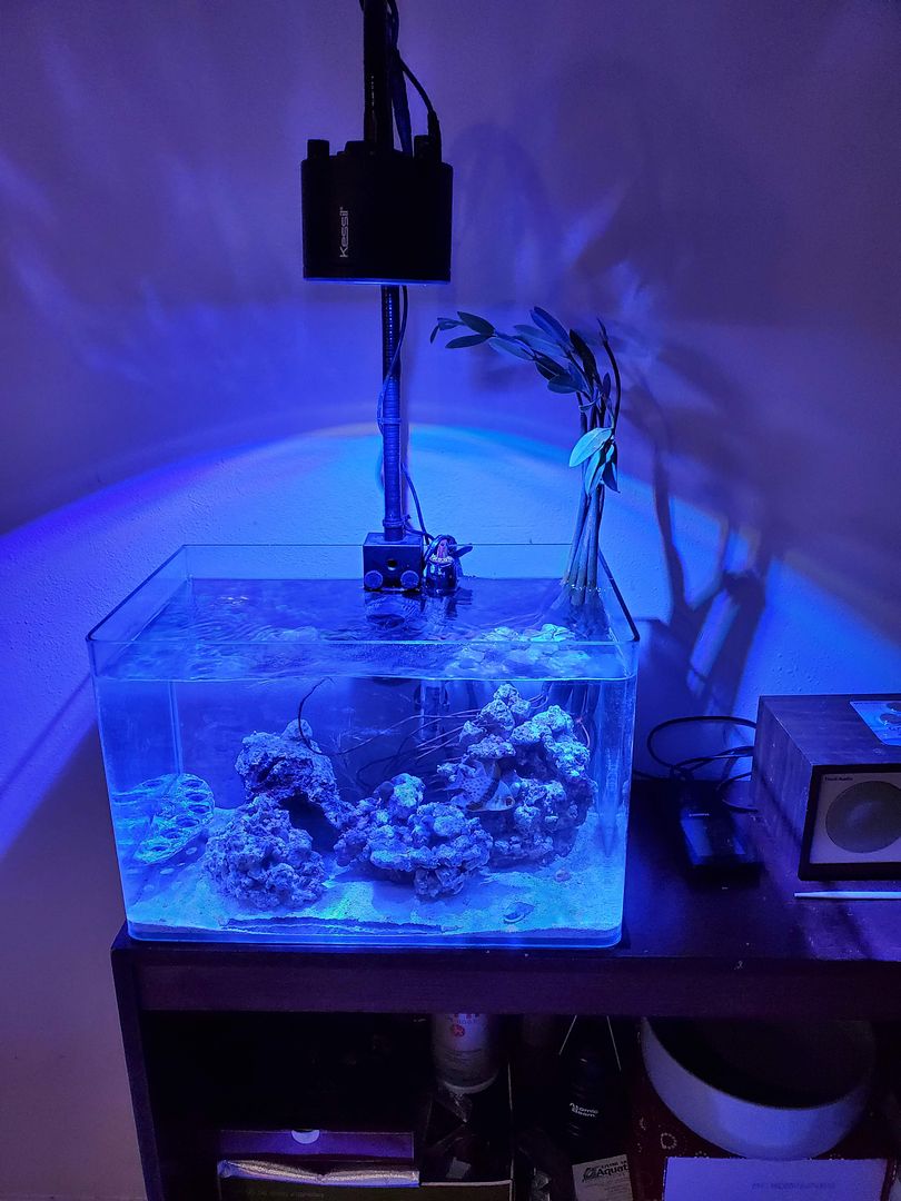 zoa_mangrove_tank.jpg