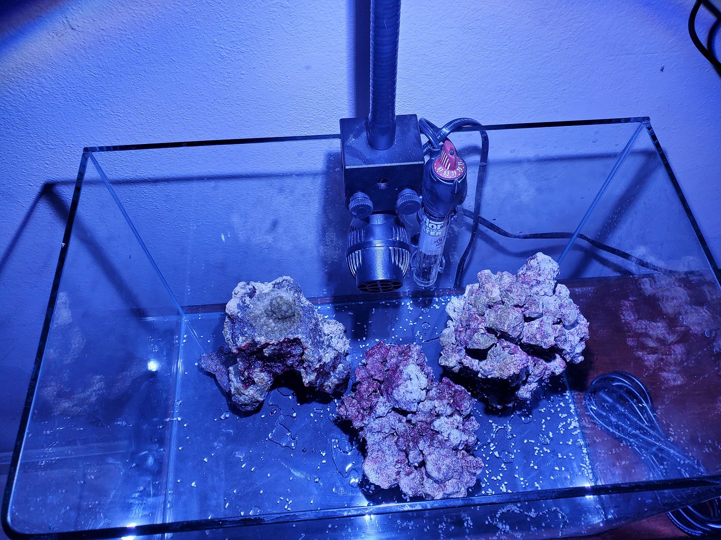 zoa_tank4.jpg