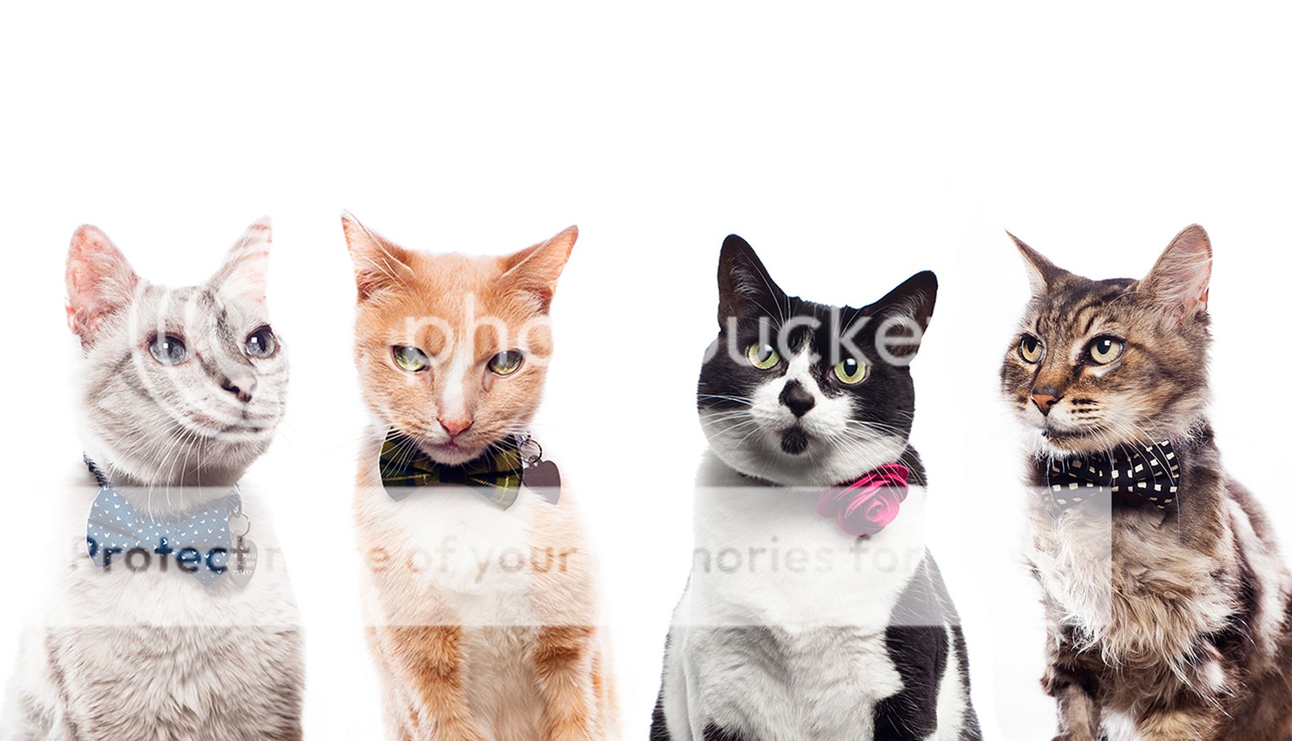 Sweet Pickles Designs