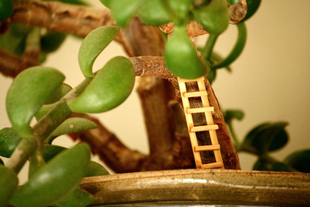 Plant_mini_ladder