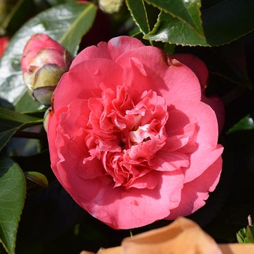 DSC_0197(1)