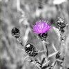 DSC_0561(1)