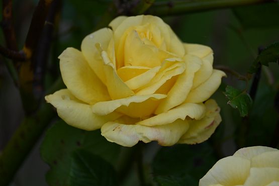 DSC_5463