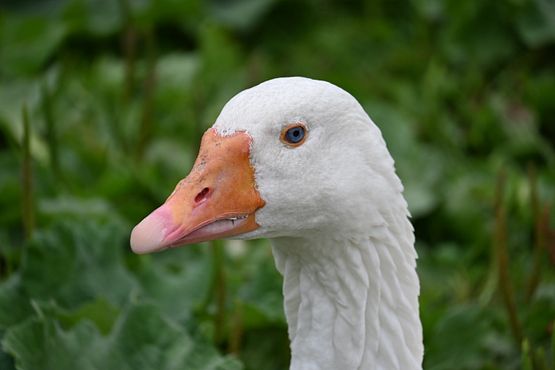 DSC_6548