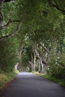 Dark Hedges (1)