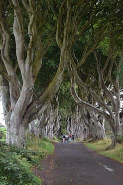 Dark Hedges (4)