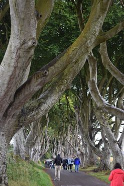 Dark Hedges (8)