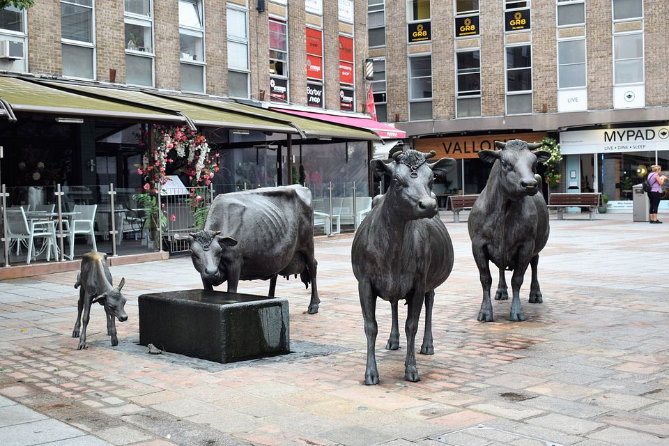 Jesey_cows_bronzes_(4)