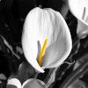 T_C_s_garden_(3)