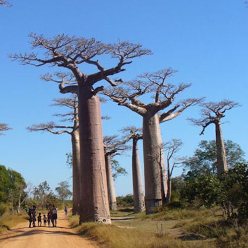 Baobab / Adansonia grandidieri