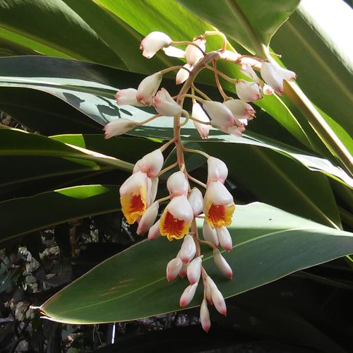 Alpinia zerumbet