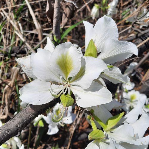 Bauhinia variegata candida / arbre orchidée