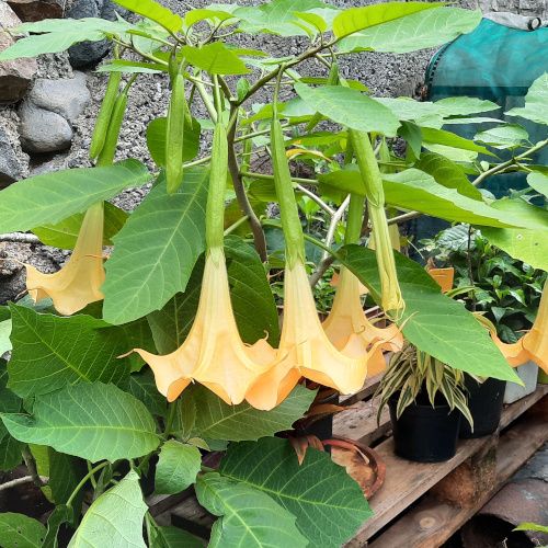 Brugmansia-500_pix