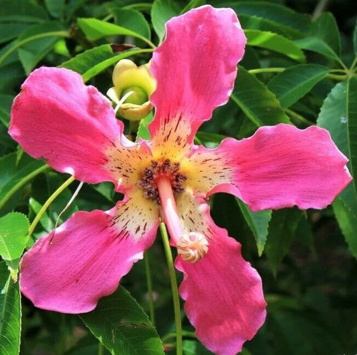 Ceiba speciosa