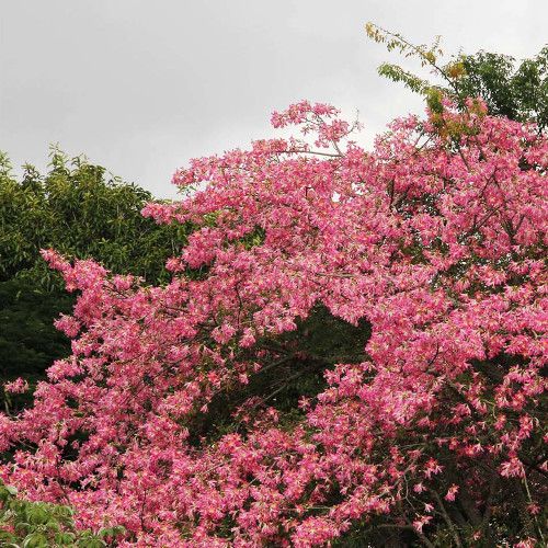 Ceiba speciosa 2