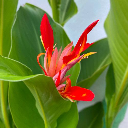 Fleur canna indica rouge-500pix