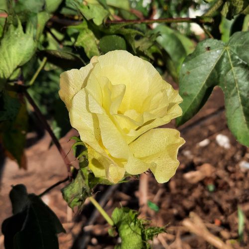 Gossypium barbadense / Cotonnier Crole