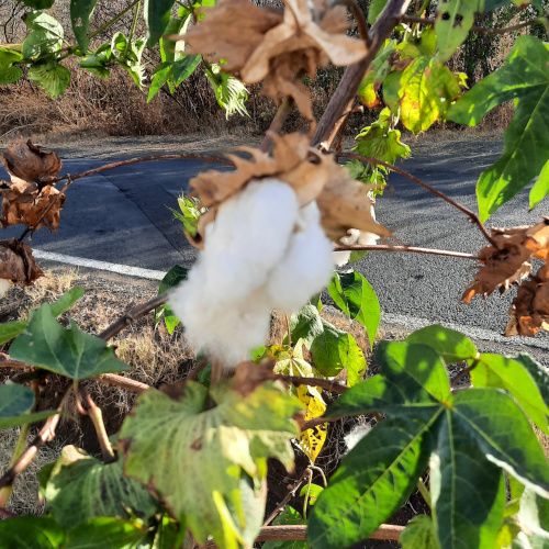 Gossypium barbadense / Cotonnier Crole