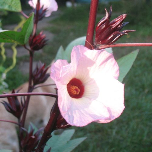 Hibiscus sabdariffa / Bissap