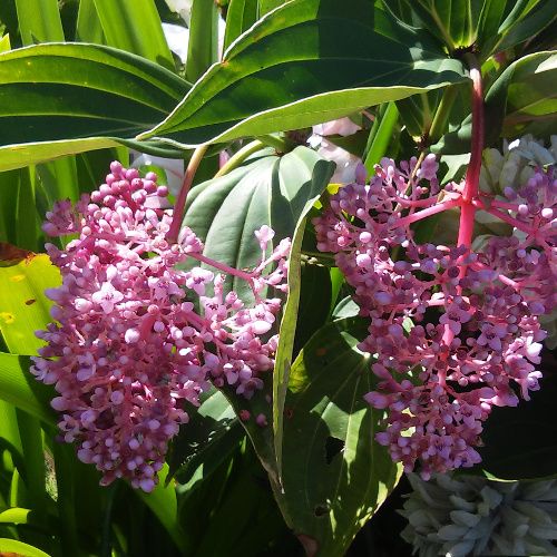 Medinilla myriantha