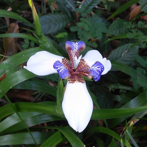 Neomarica gracilis / Iris Marcheur