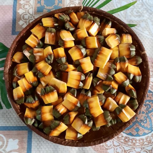 Pandanus_utilis-500pix
