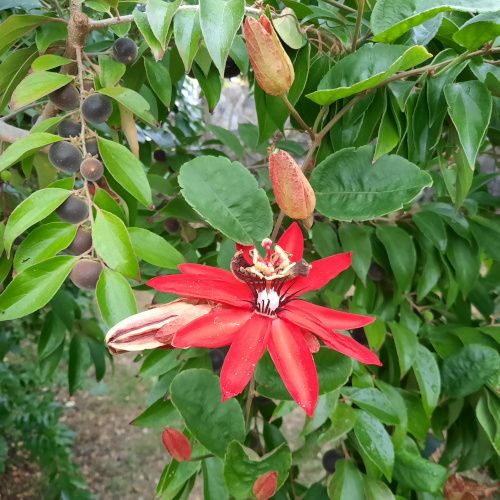 Passiflora_coccinea-500pix