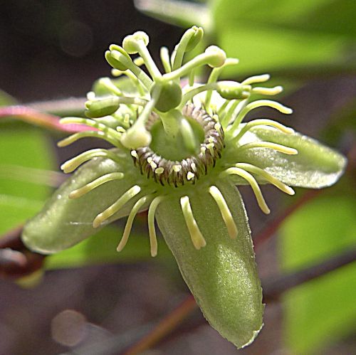 Passiflora_suberosa-500pix