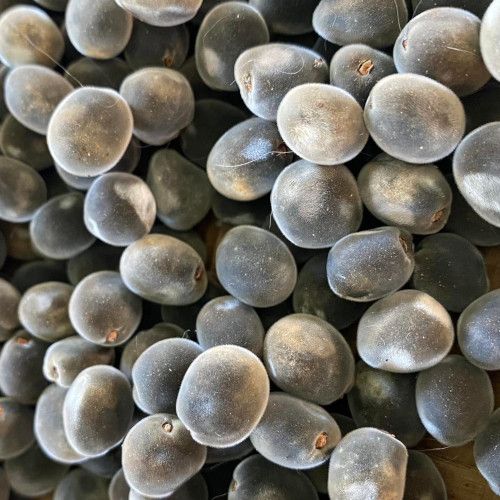 Perle de Zanzibar-500pix2