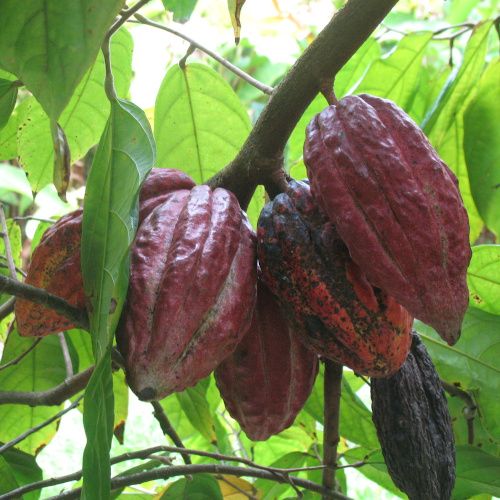 Theobroma.cacao-criollo-500pix(1)