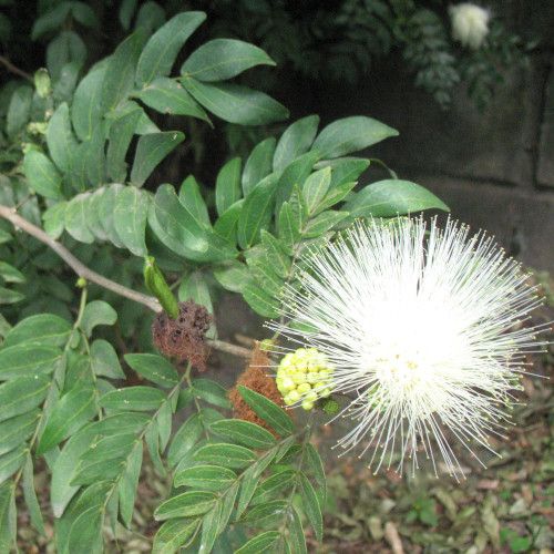 calliandra-blanc-500pix2