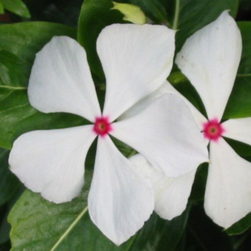 catharanthus-roseus-blanc-500px