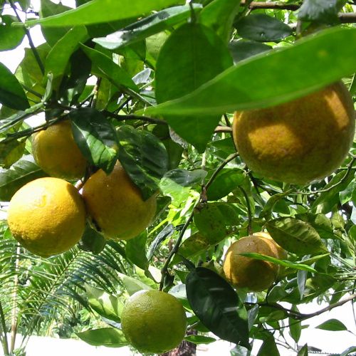 Citrus aurantium / Citron Bigarade
