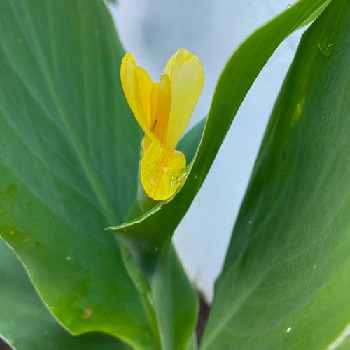 fleur canna indica jaune-500pix