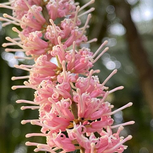 fleur macadamia 500pix