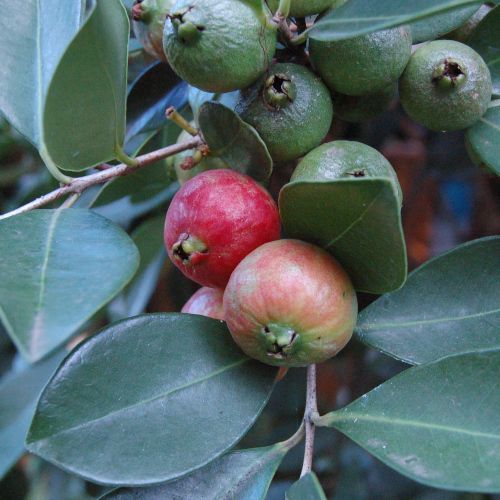 Psidium cattleyanum / Goyavier de Chine