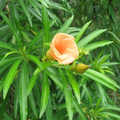 Thevetia peruviana / Laurier Orange