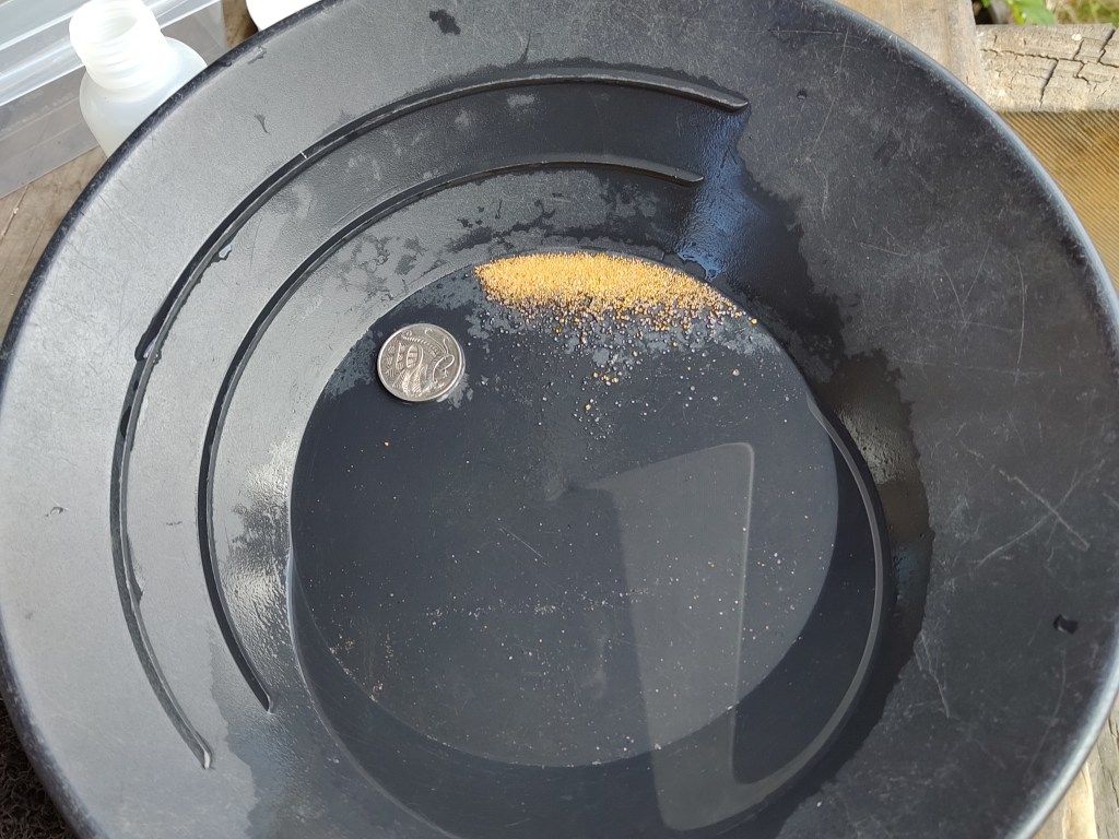 Black plastic gold pan containing a 1.3 gram spray of super fine gold