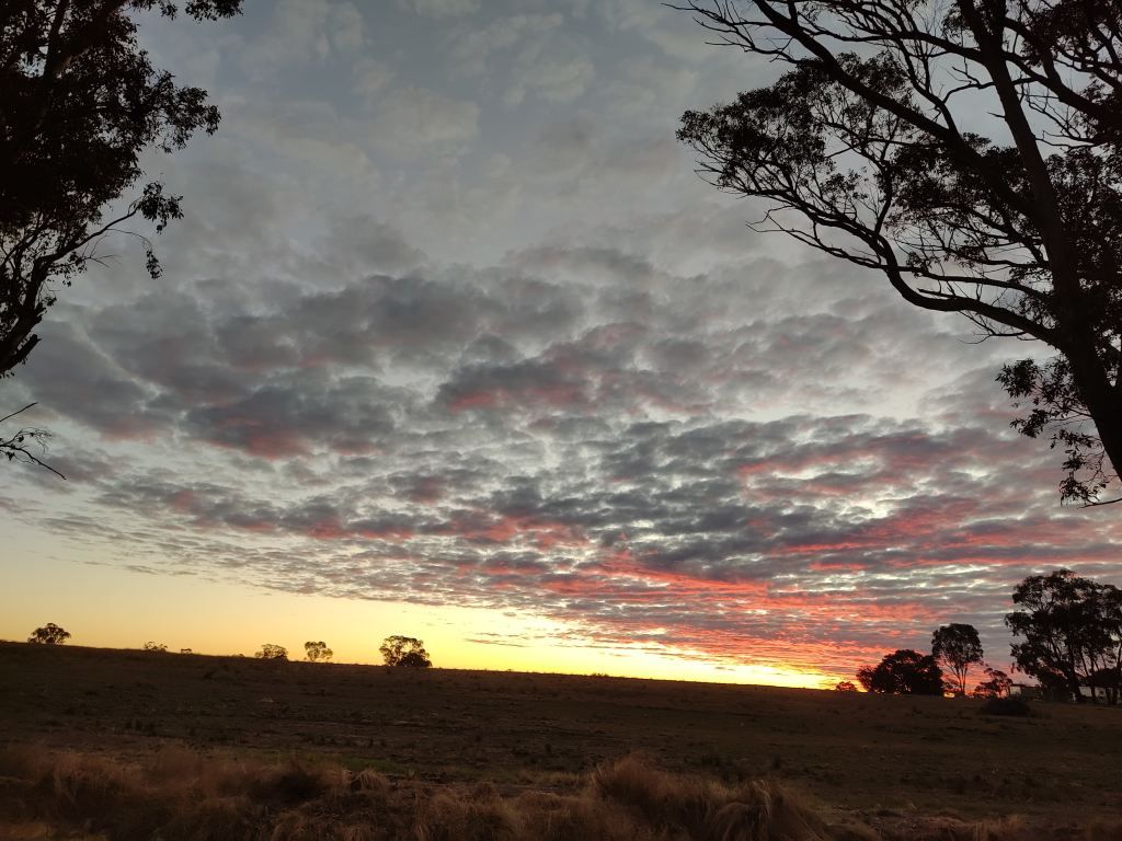 Gorgeous sunset, silhouetting a grassy sheep paddock and gum trees