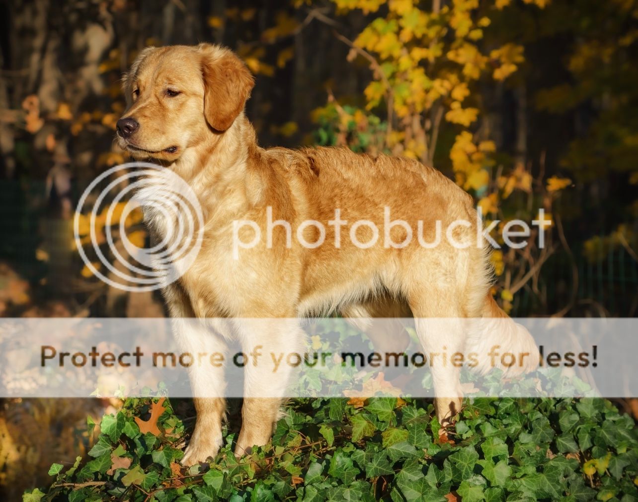 Photobucket - Video and Image Hosting