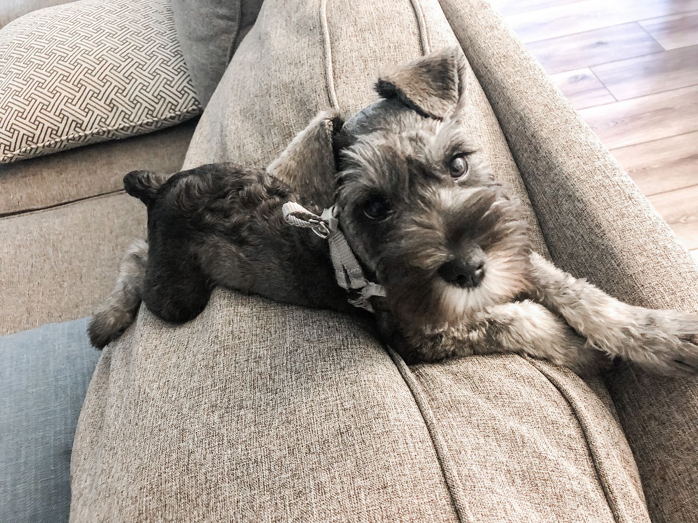 schnauzer short cut