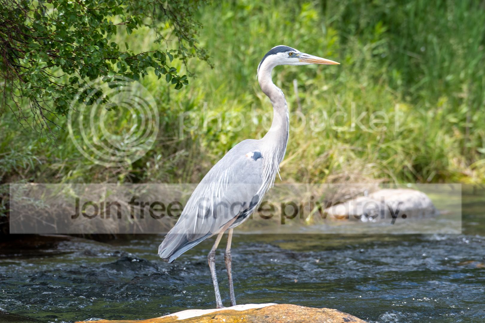 DSC_1511.jpg