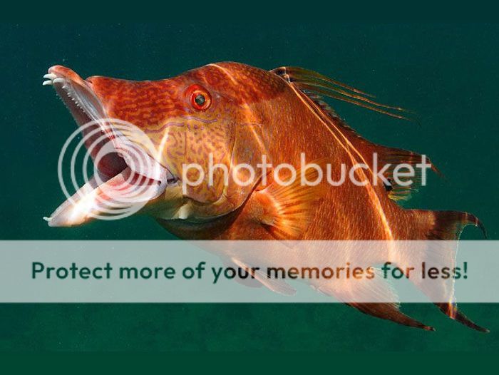 Hogfish and much more caught in 190 feet of water. Bloodydecks