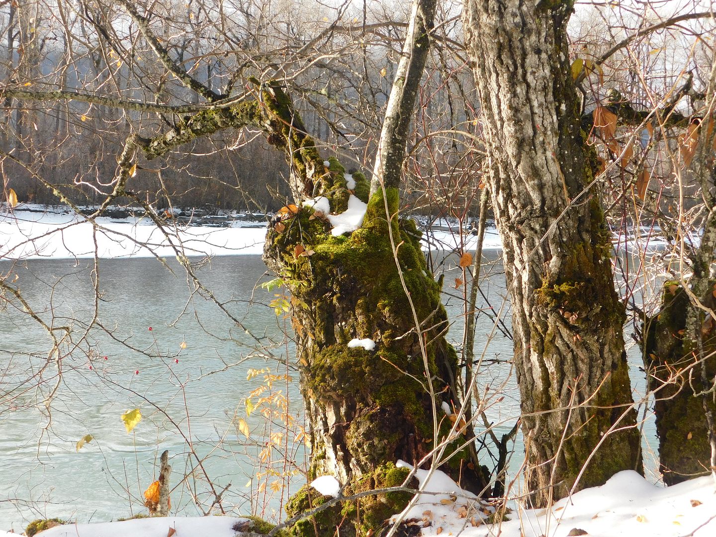 https://hosting.photobucket.com/images/uu278/Icey_Fire/DSCN0509.JPG?width=1920&height=1080&fit=bounds